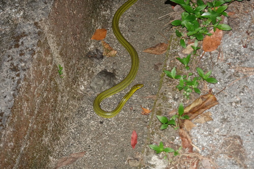 Ryukyu Green Snake