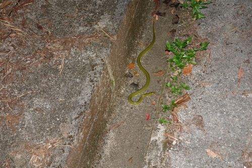 Ryukyu Green Snake