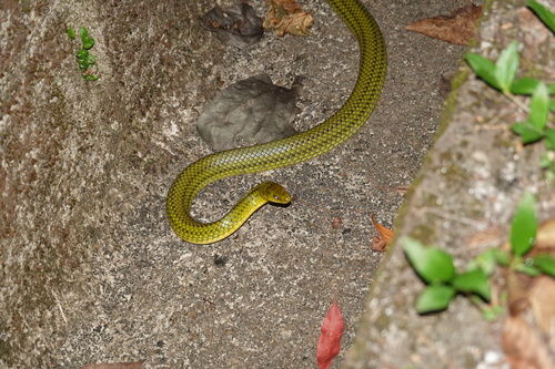 Ryukyu Green Snake