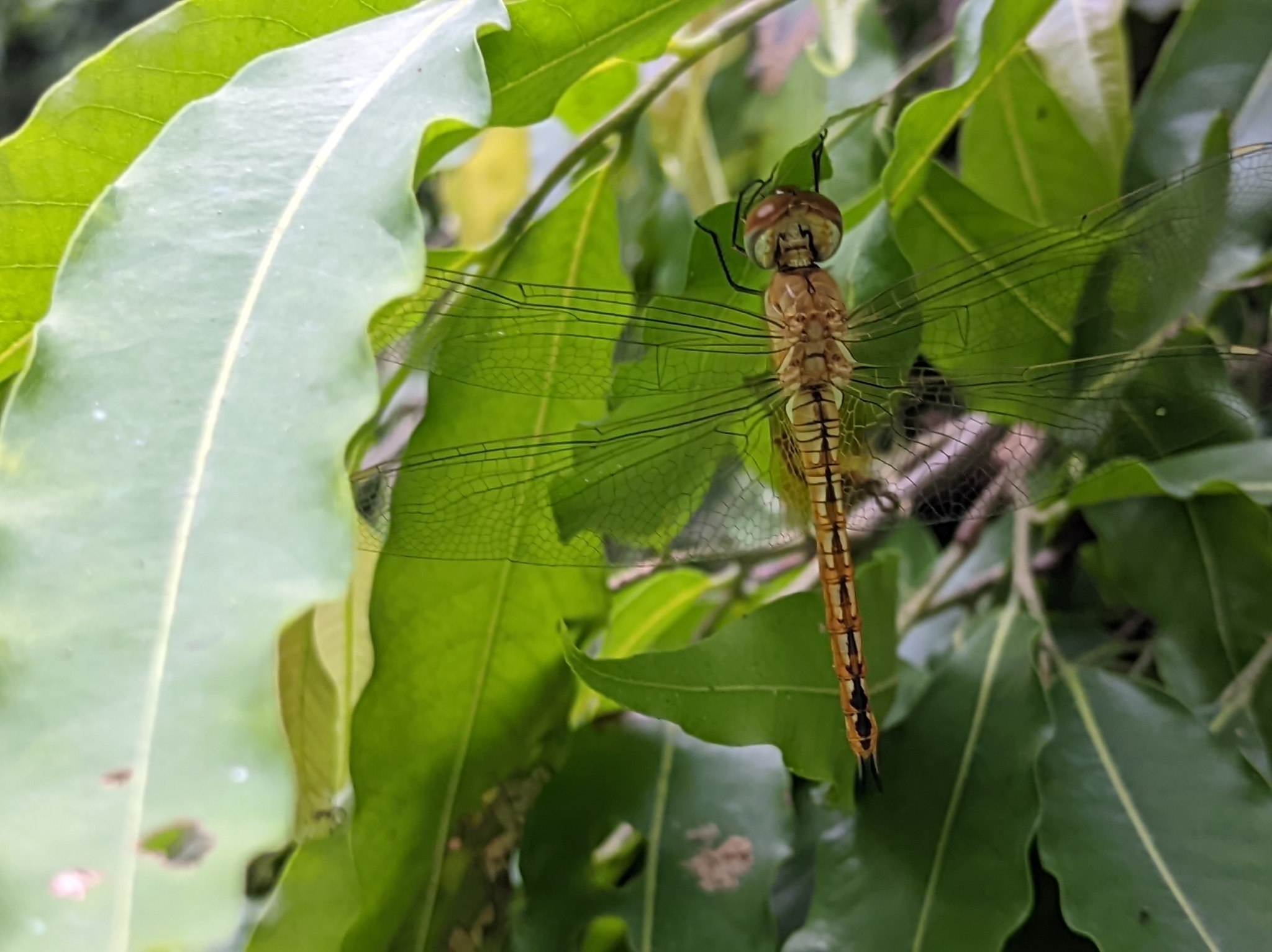 Globe Skimmer