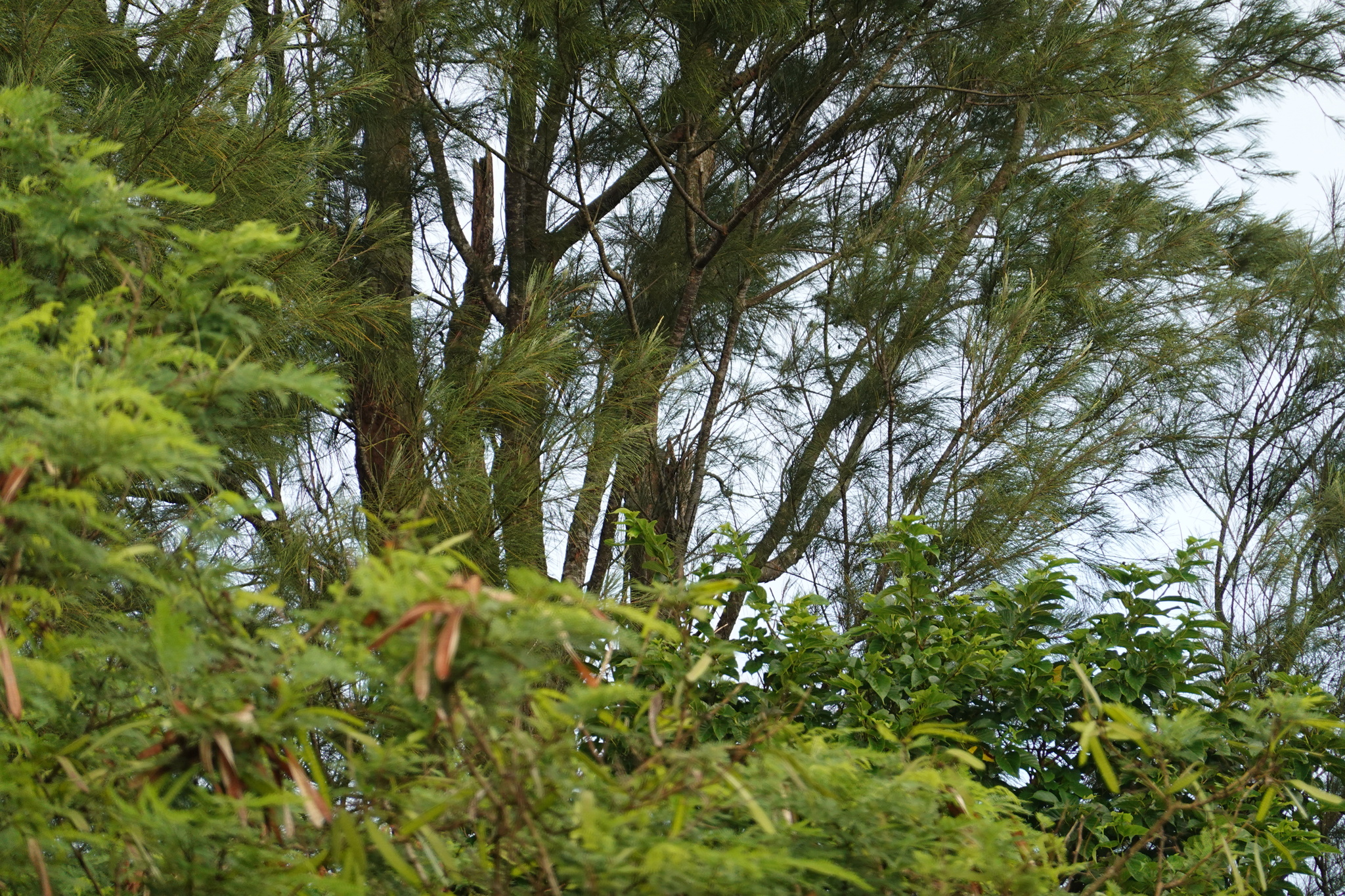Okinawa Woodpecker (Dendrocopos noguchii), photo 3