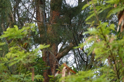 Okinawa Woodpecker (Dendrocopos noguchii), photo 10