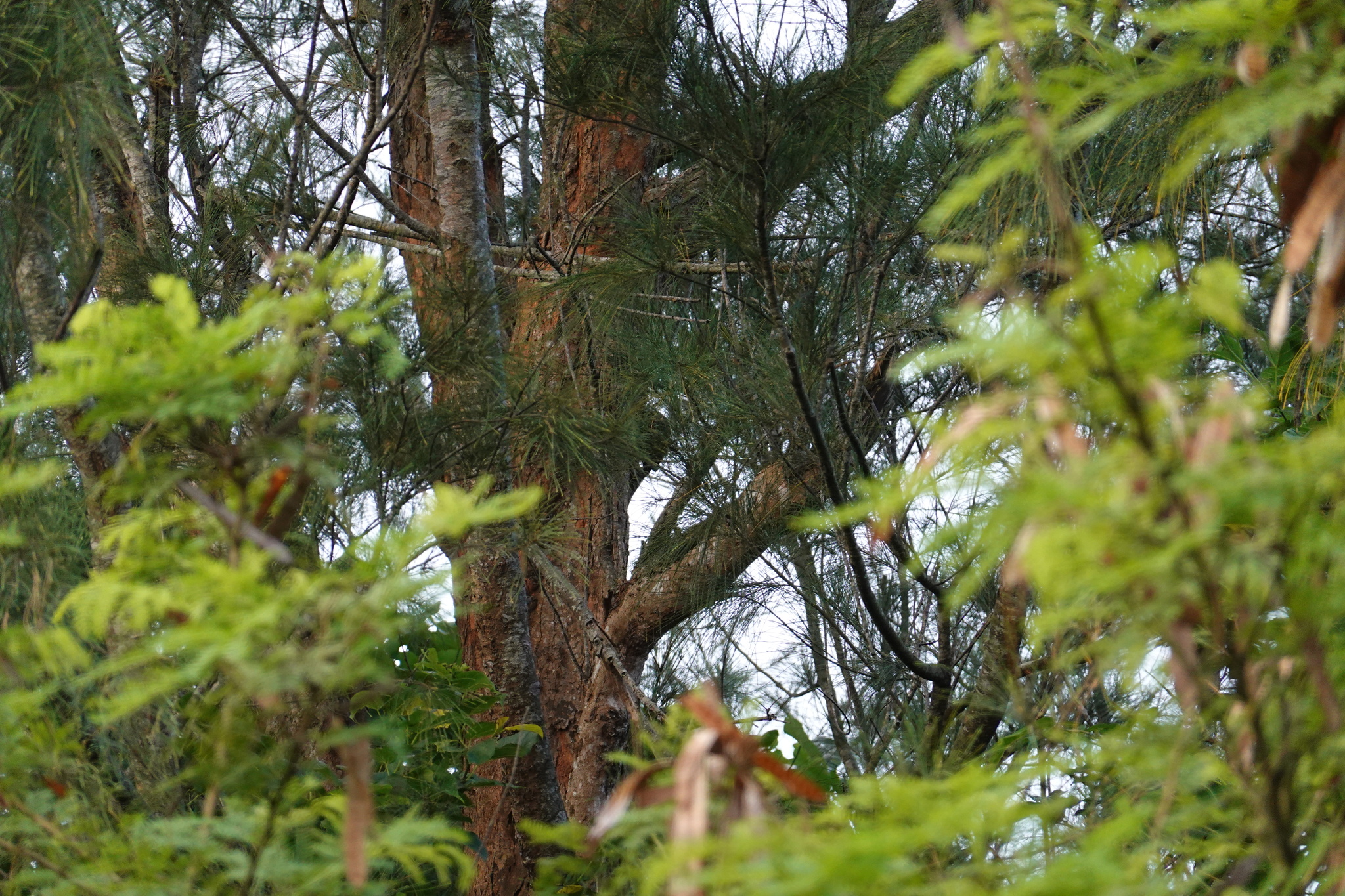 Okinawa Woodpecker (Dendrocopos noguchii), photo 9