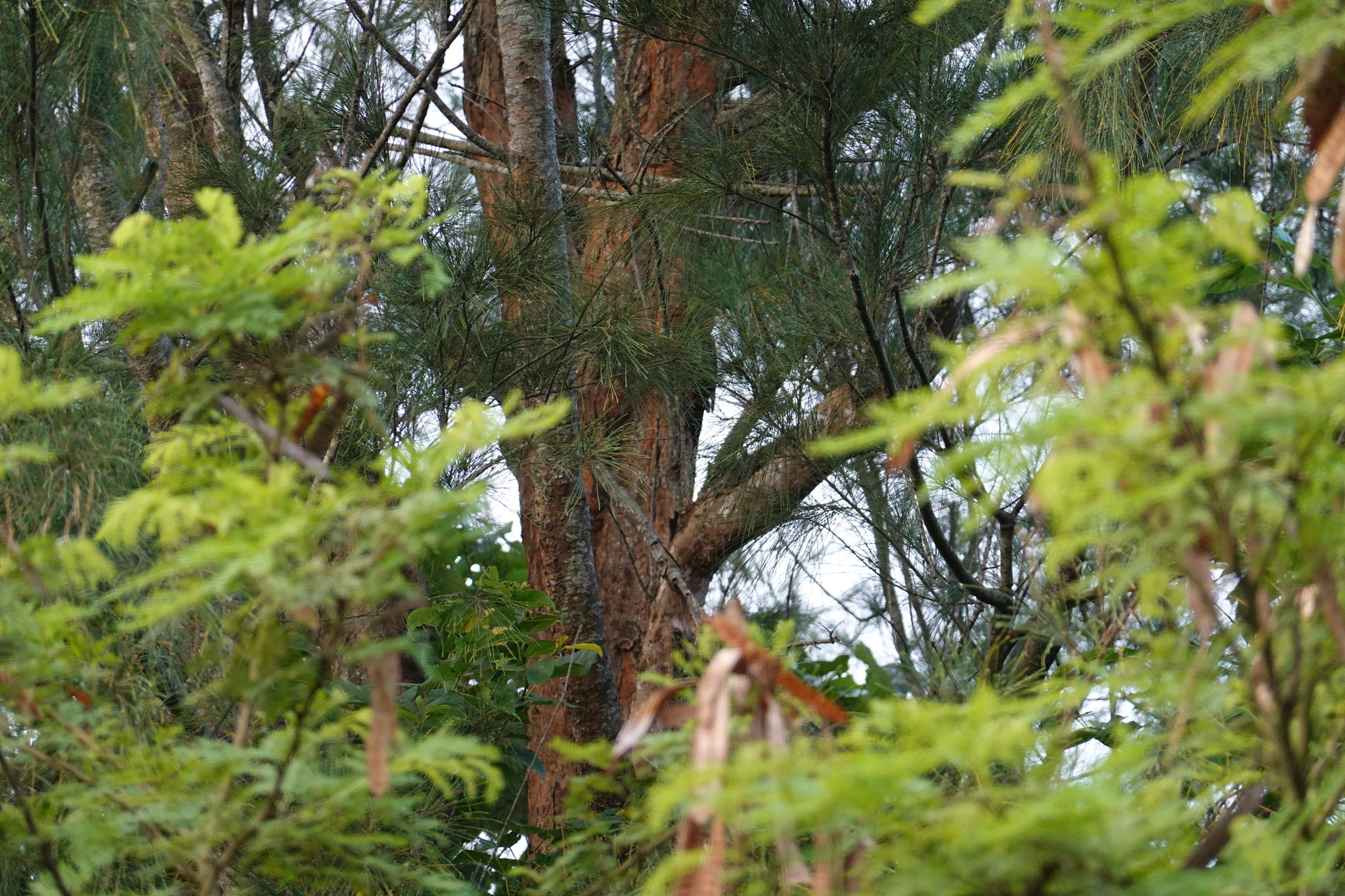 Okinawa Woodpecker (Dendrocopos noguchii), photo 10