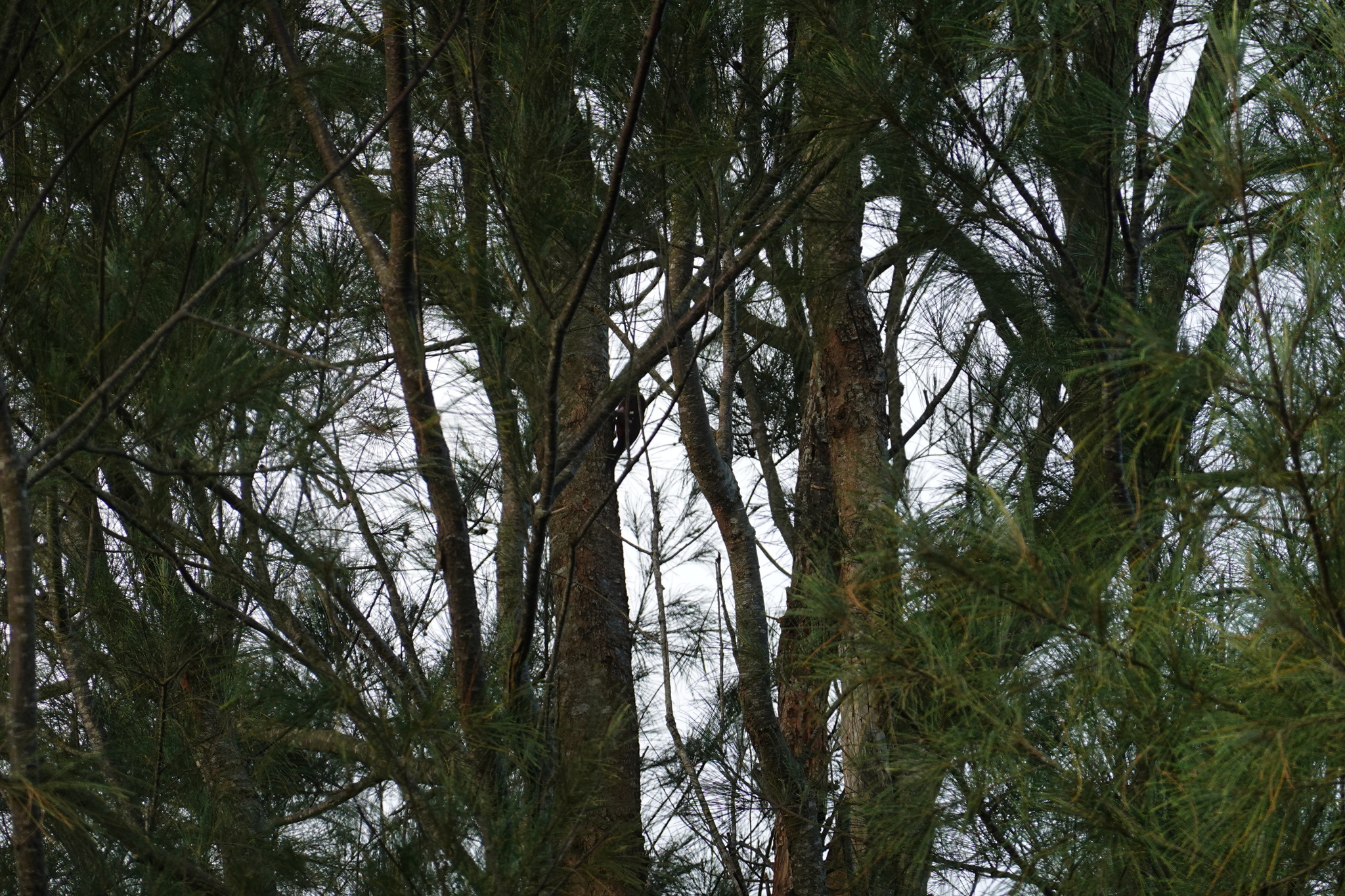 Okinawa Woodpecker (Dendrocopos noguchii), photo 8