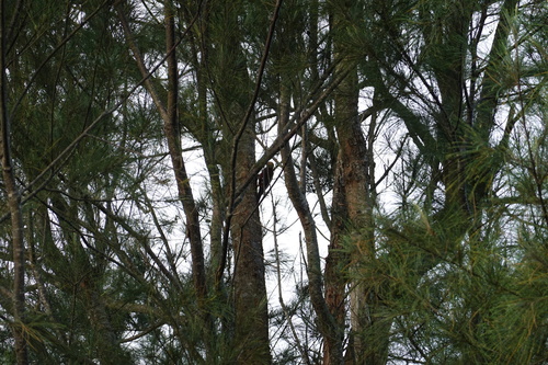 Okinawa Woodpecker (Dendrocopos noguchii), photo 5