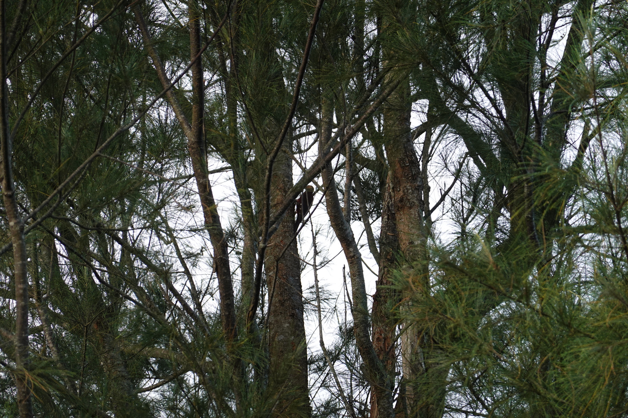 Okinawa Woodpecker (Dendrocopos noguchii), photo 4