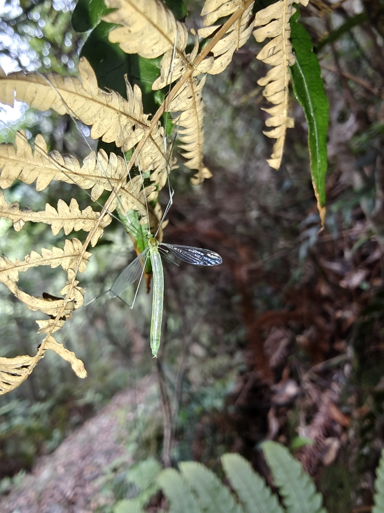 Stibadocerella