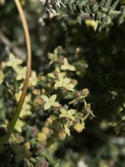 Galium stellatum