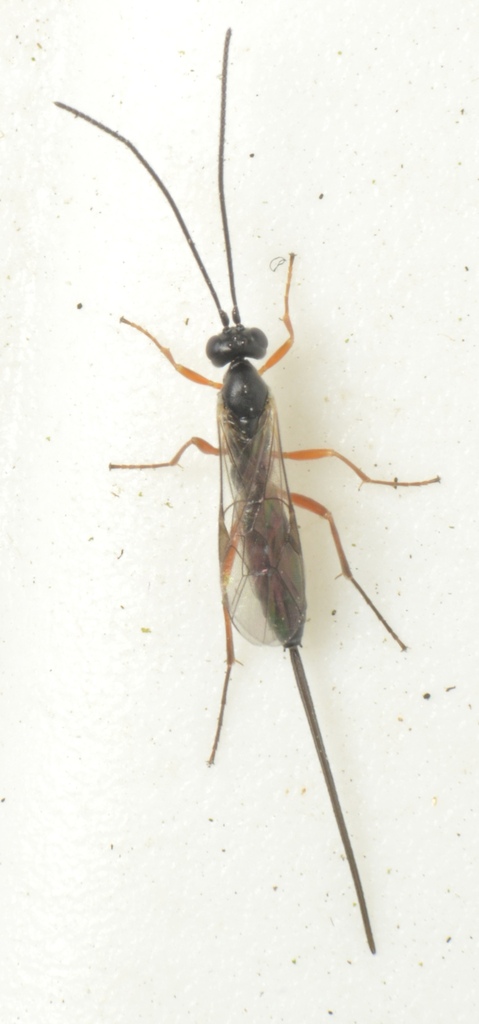 Lissonota jugorum