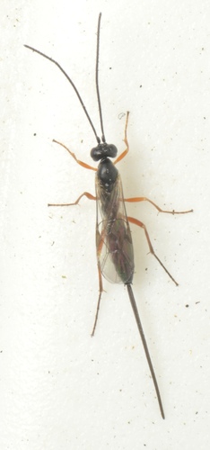 Lissonota dubia