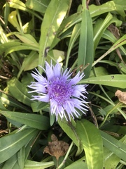 Centaurea montana