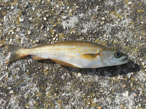 Pollack (Pollachius pollachius) — Gadidae — 4
