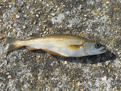Pollachius pollachius