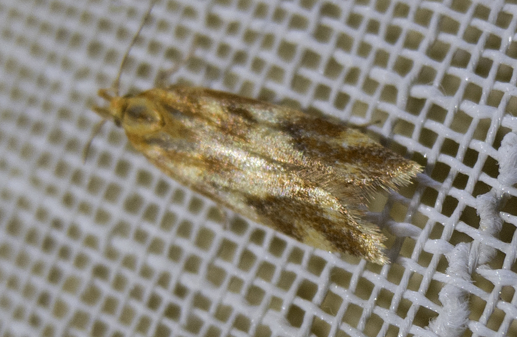Mirificarma flavella