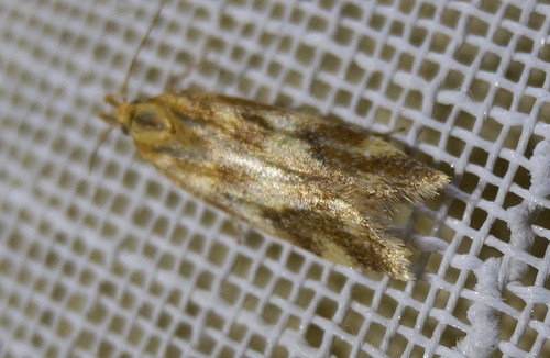 Mirificarma flavella