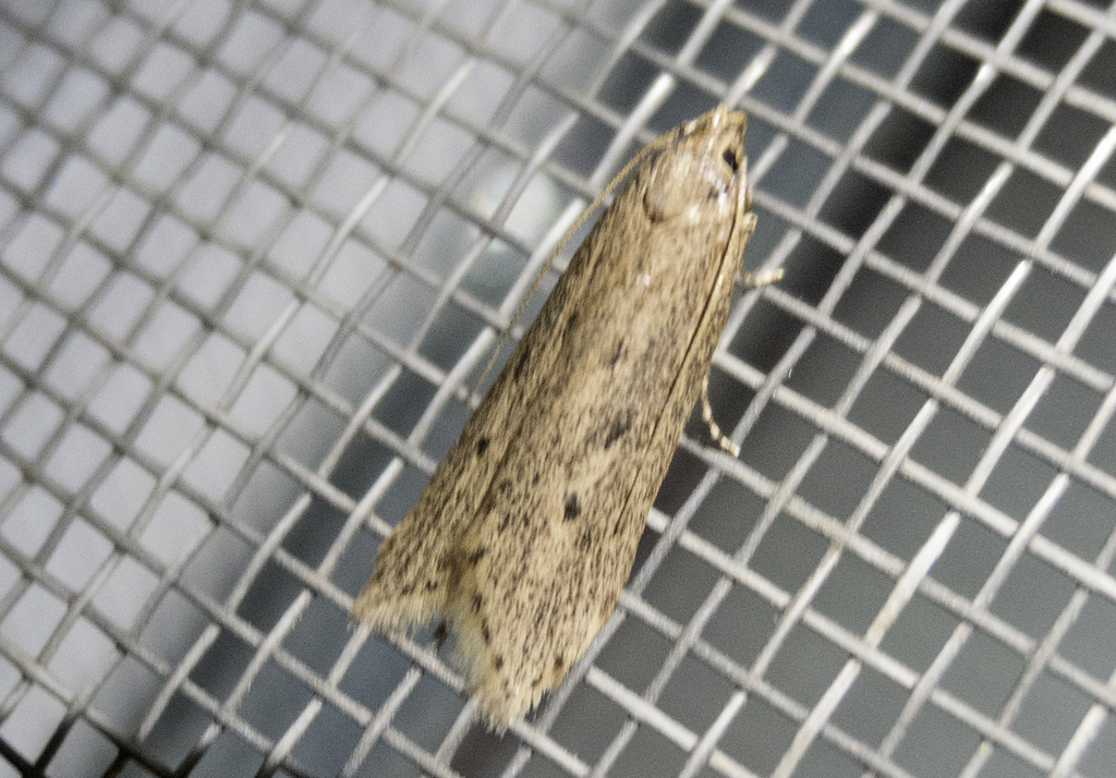 Atremaea lonchoptera