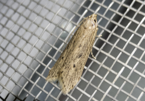 Atremaea lonchoptera