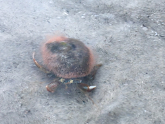 Pagurus acadianus