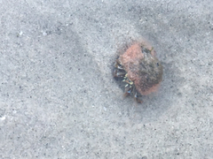 Pagurus acadianus
