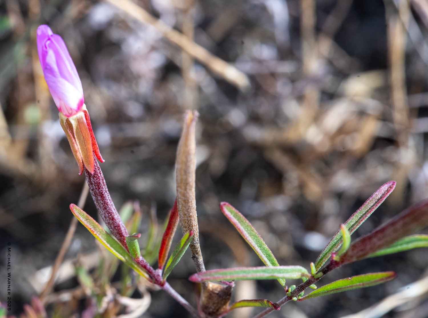 Presidio Clarkia (Clarkia franciscana)
