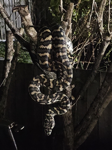 Coastal Carpet Python sighting