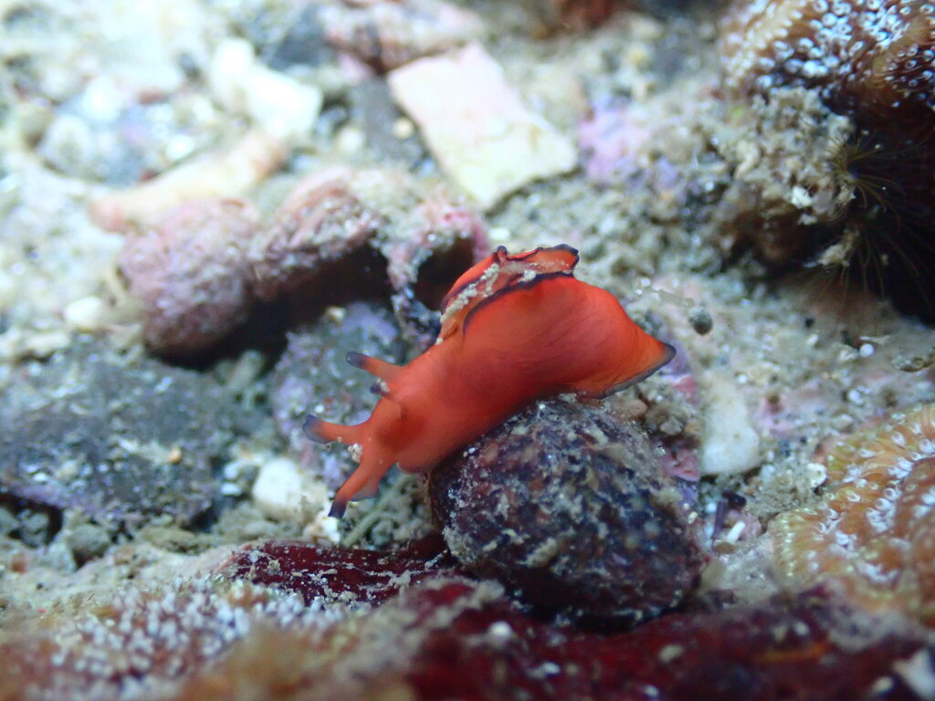 Black-edged Sea Hare