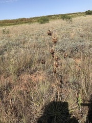 Yucca campestris