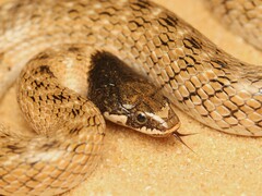 False Smooth Snake photo 3