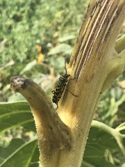 Megacyllene robiniae