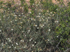 Wahlenbergia thunbergiana