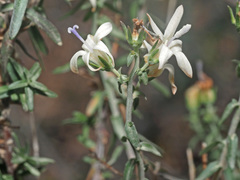 Wahlenbergia thunbergiana