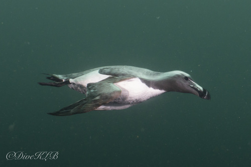 Razorbill, photo 5 of 9
