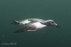 Razorbill photo 6