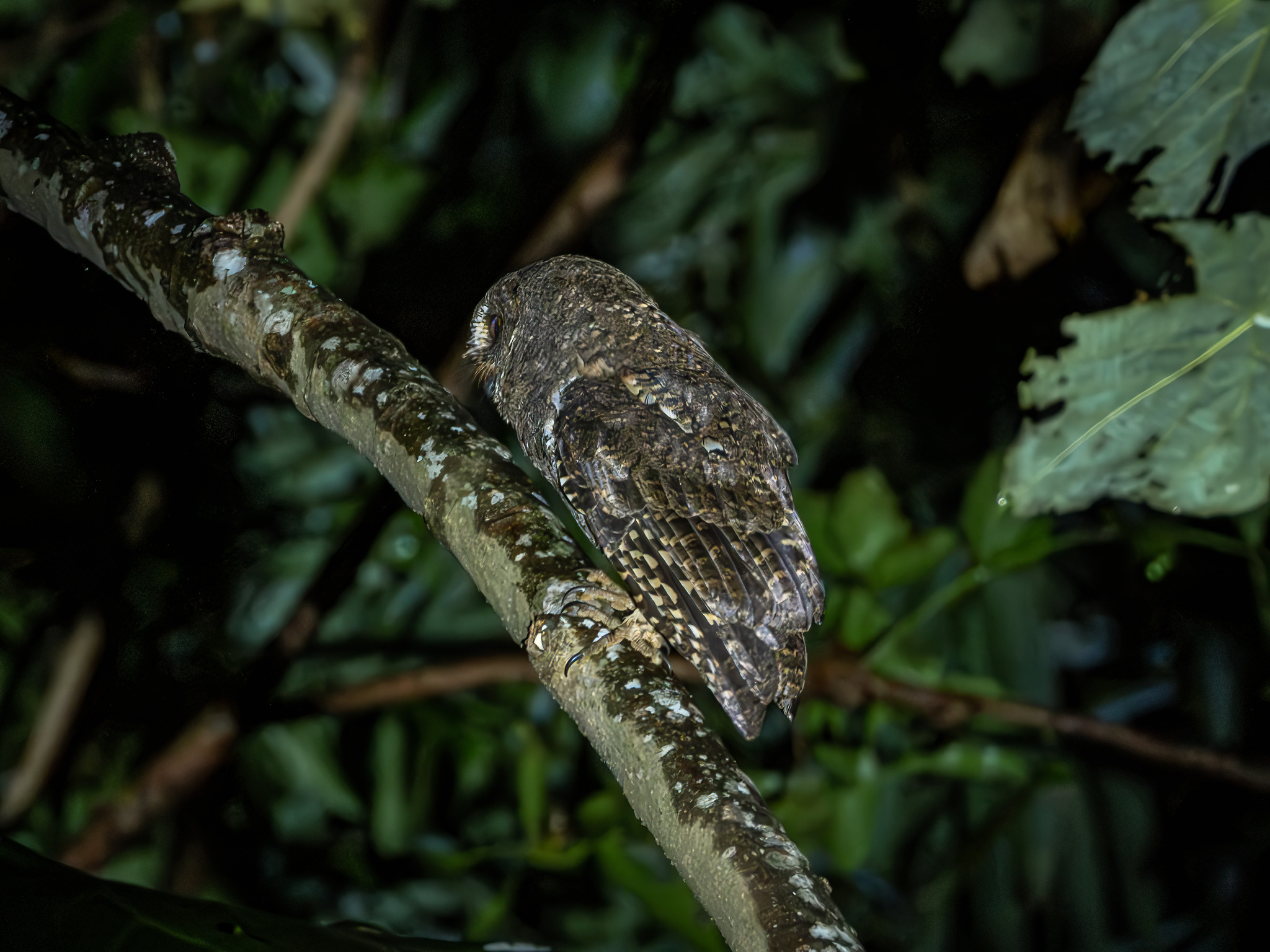 Sulawesi Scops Owl (Otus manadensis), photo 3