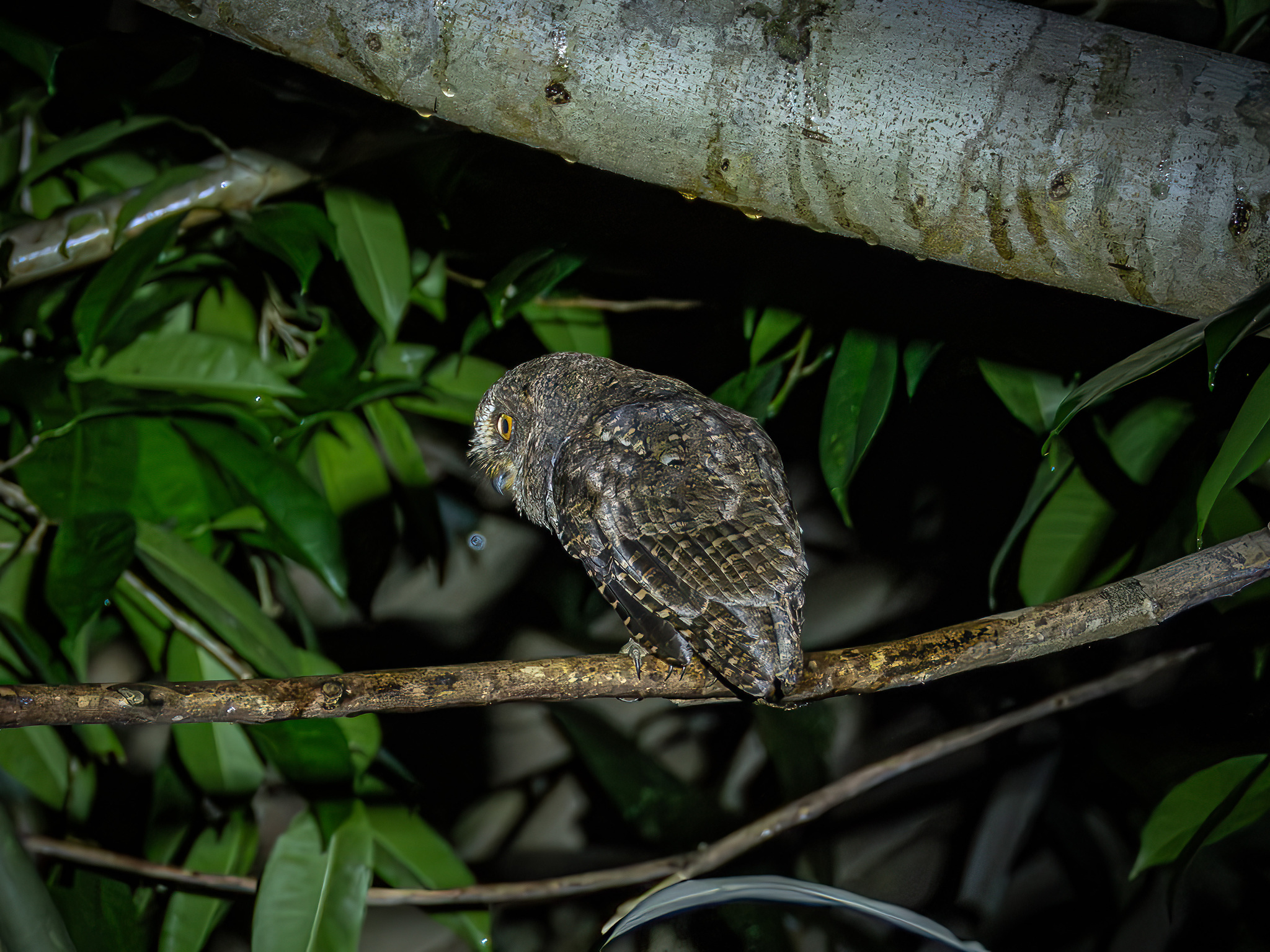 Sulawesi Scops Owl (Otus manadensis), photo 2