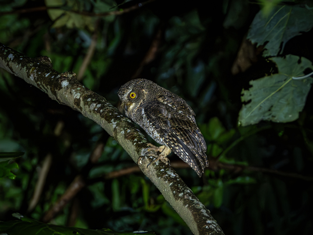 Sulawesi Scops Owl (Otus manadensis)