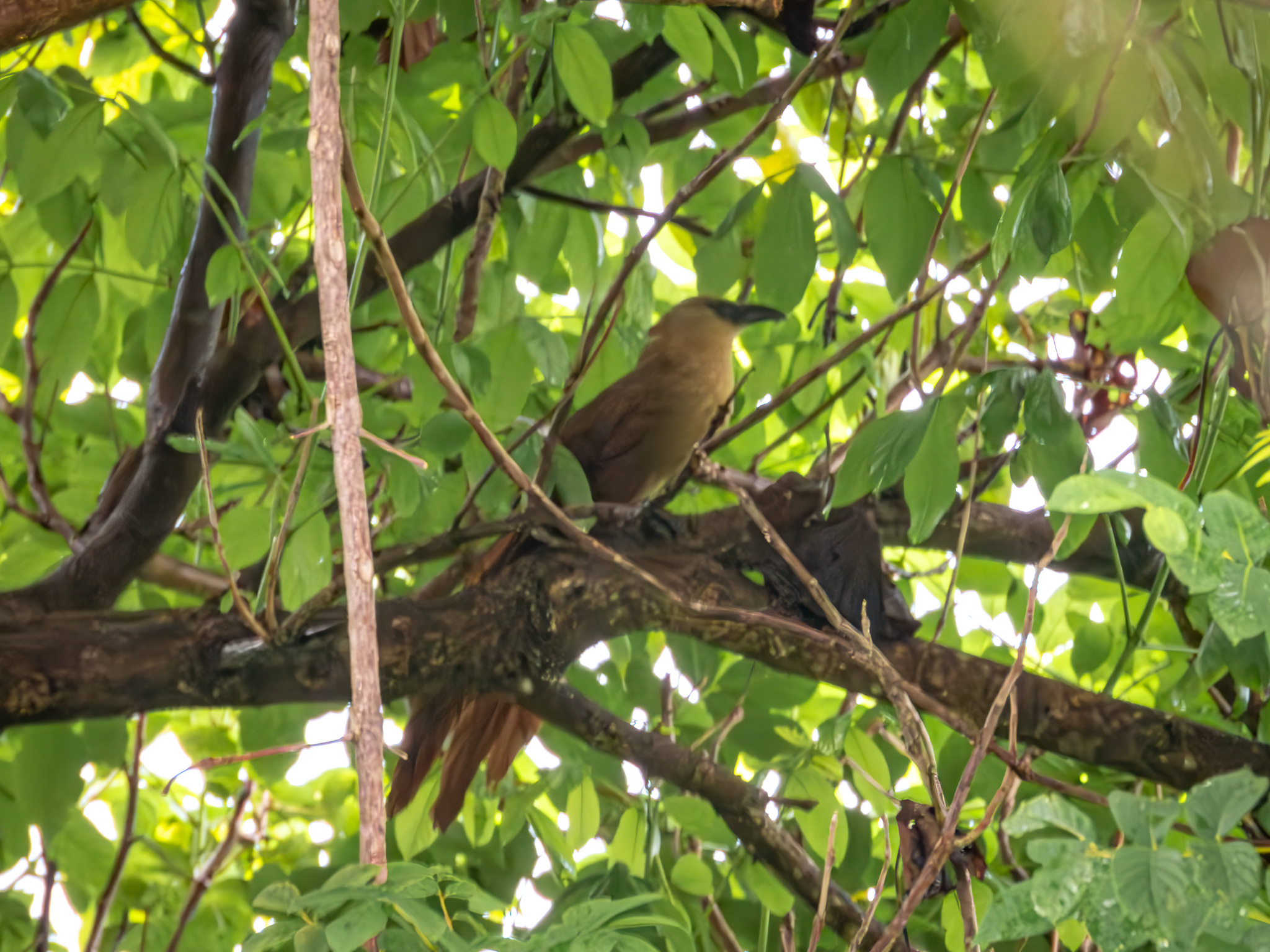 Bay Coucal (Centropus celebensis), photo 1