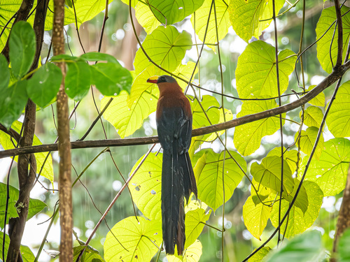 Yellow-billed Malkoha (Rhamphococcyx calyorhynchus), photo 10