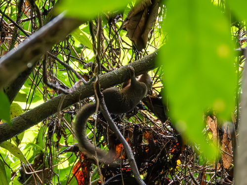 Prosciurillus leucomus