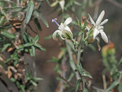 Wahlenbergia thunbergiana