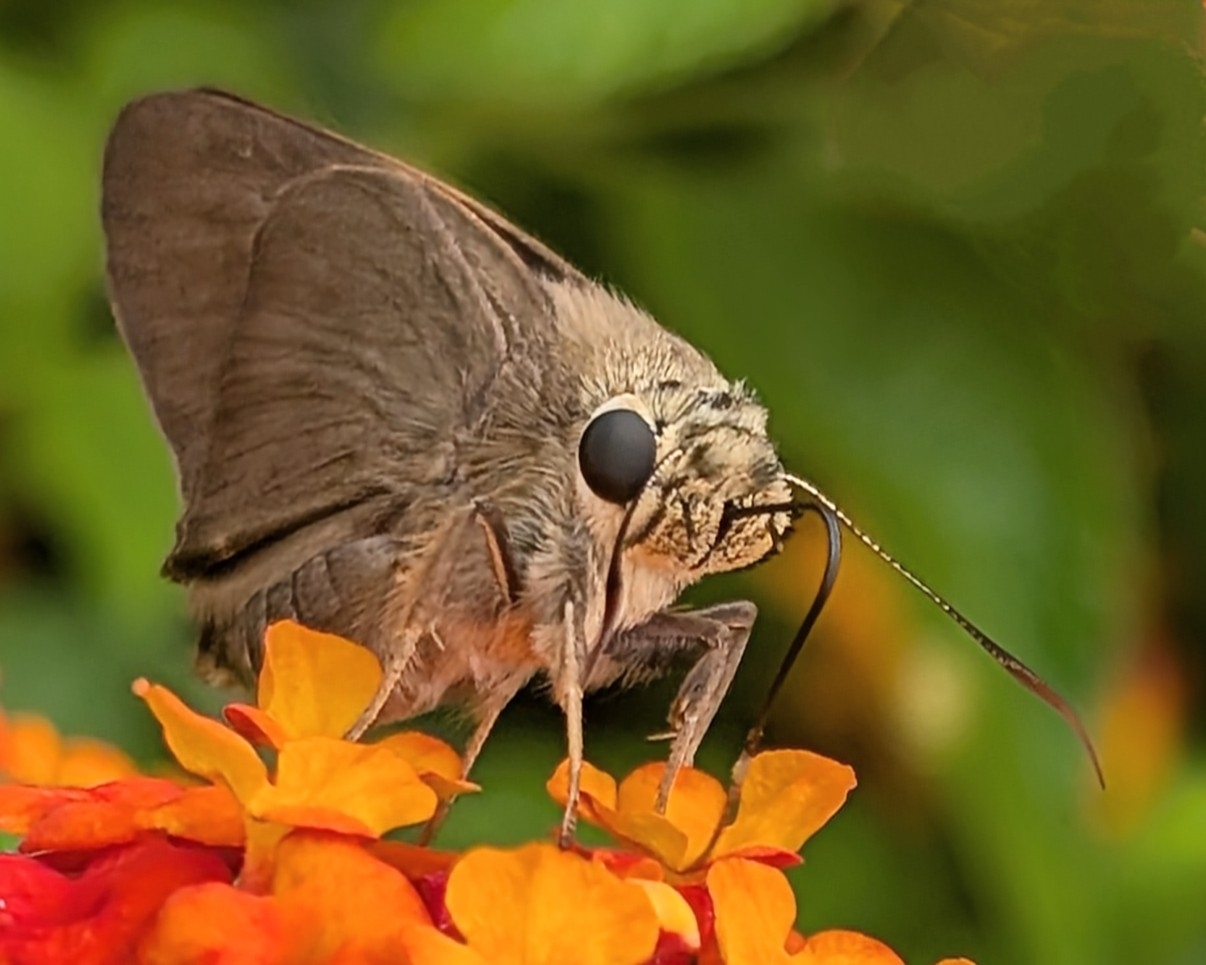 Brown Awl