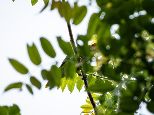 Ornate Lorikeet (Trichoglossus ornatus)