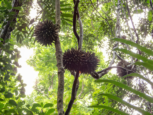 Phytocrene macrophylla