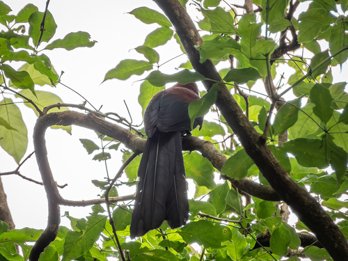 Yellow-billed Malkoha (Rhamphococcyx calyorhynchus), photo 6