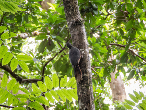 Ashy Woodpecker (Mulleripicus fulvus), photo 4