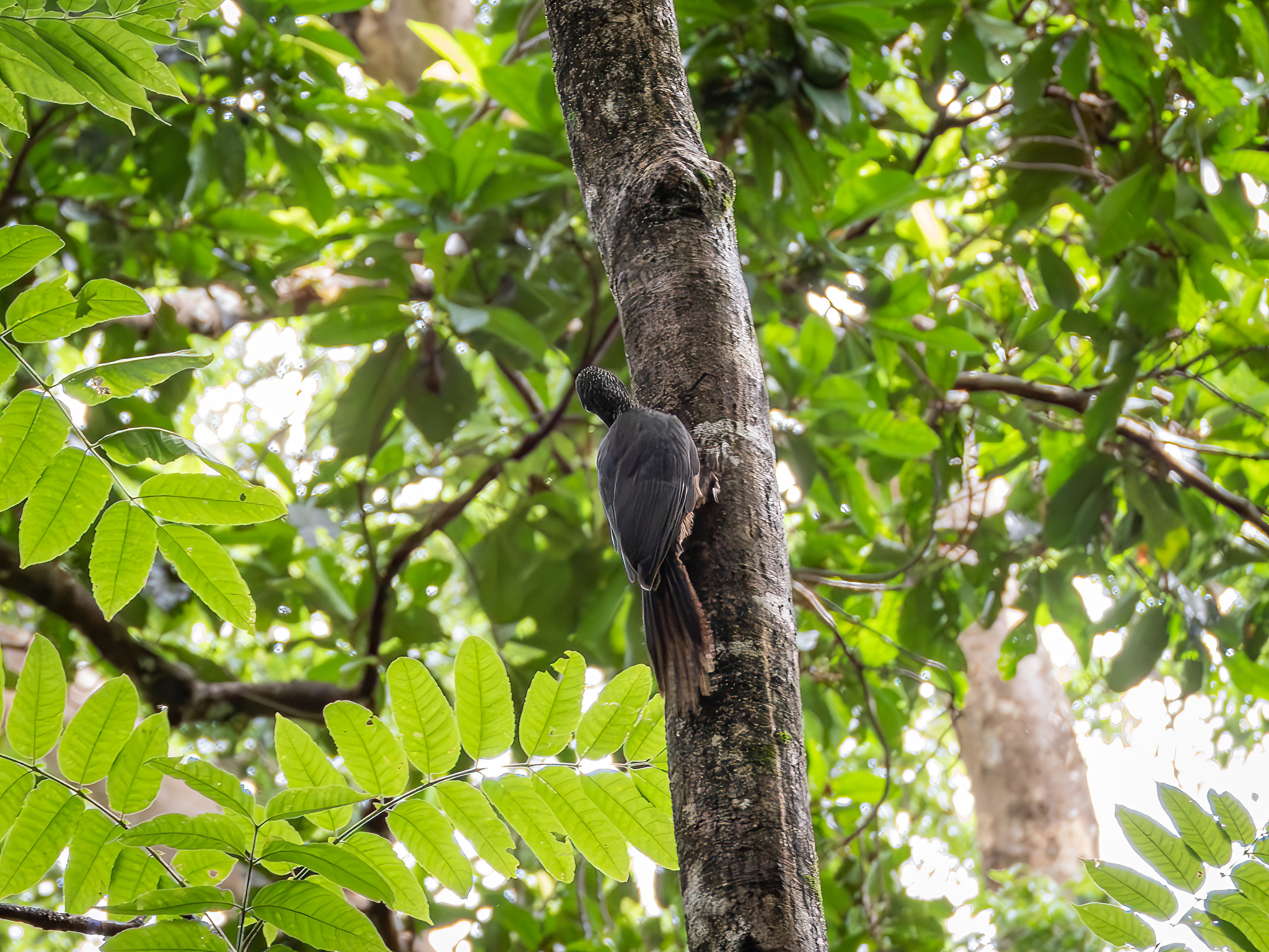 Ashy Woodpecker (Mulleripicus fulvus), photo 4