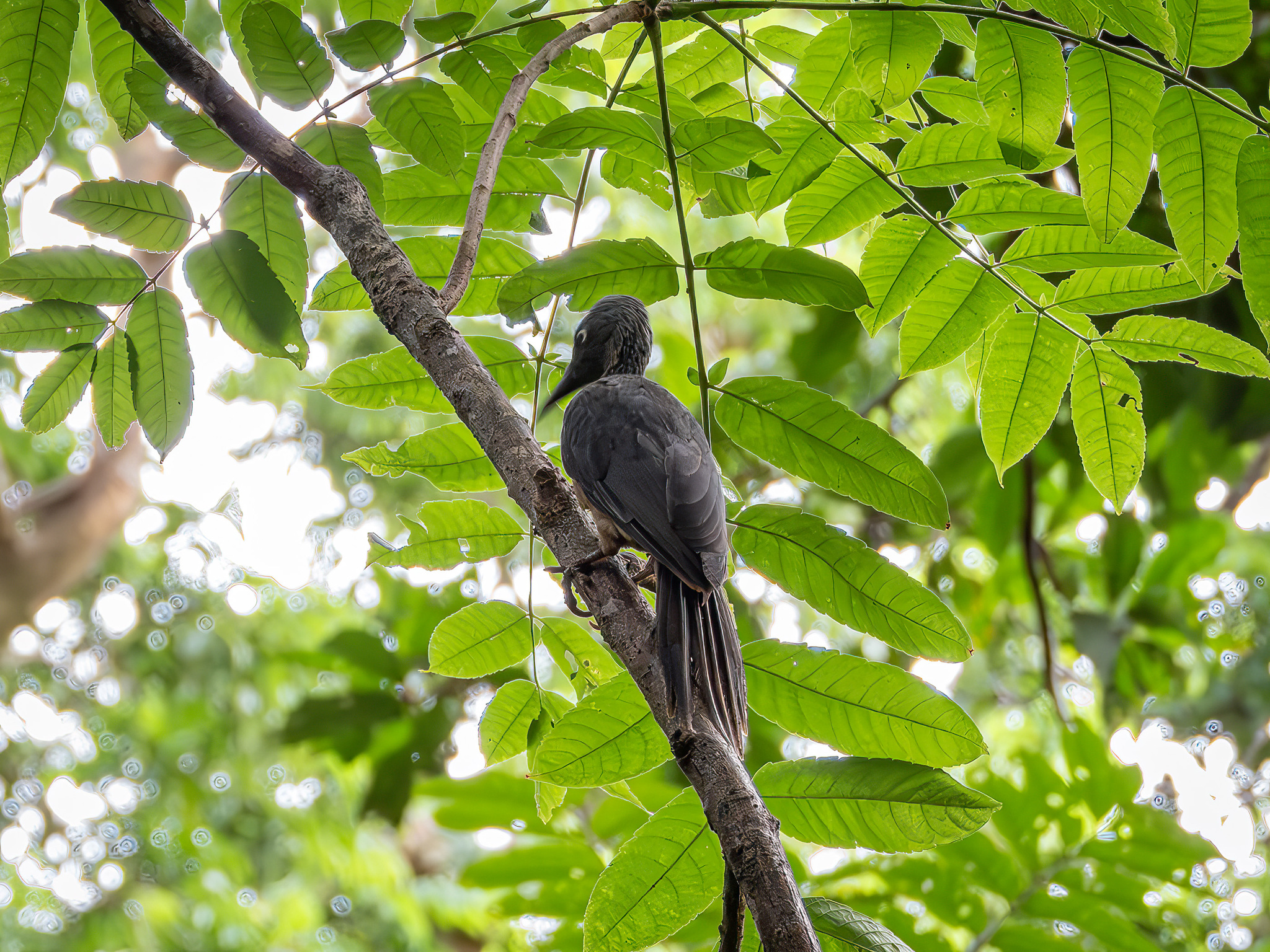 Ashy Woodpecker (Mulleripicus fulvus), photo 3