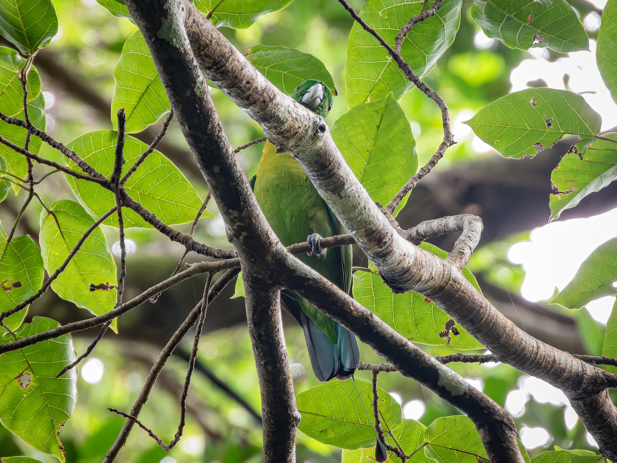 Yellow-breasted Racket-tail (Prioniturus flavicans), photo 3