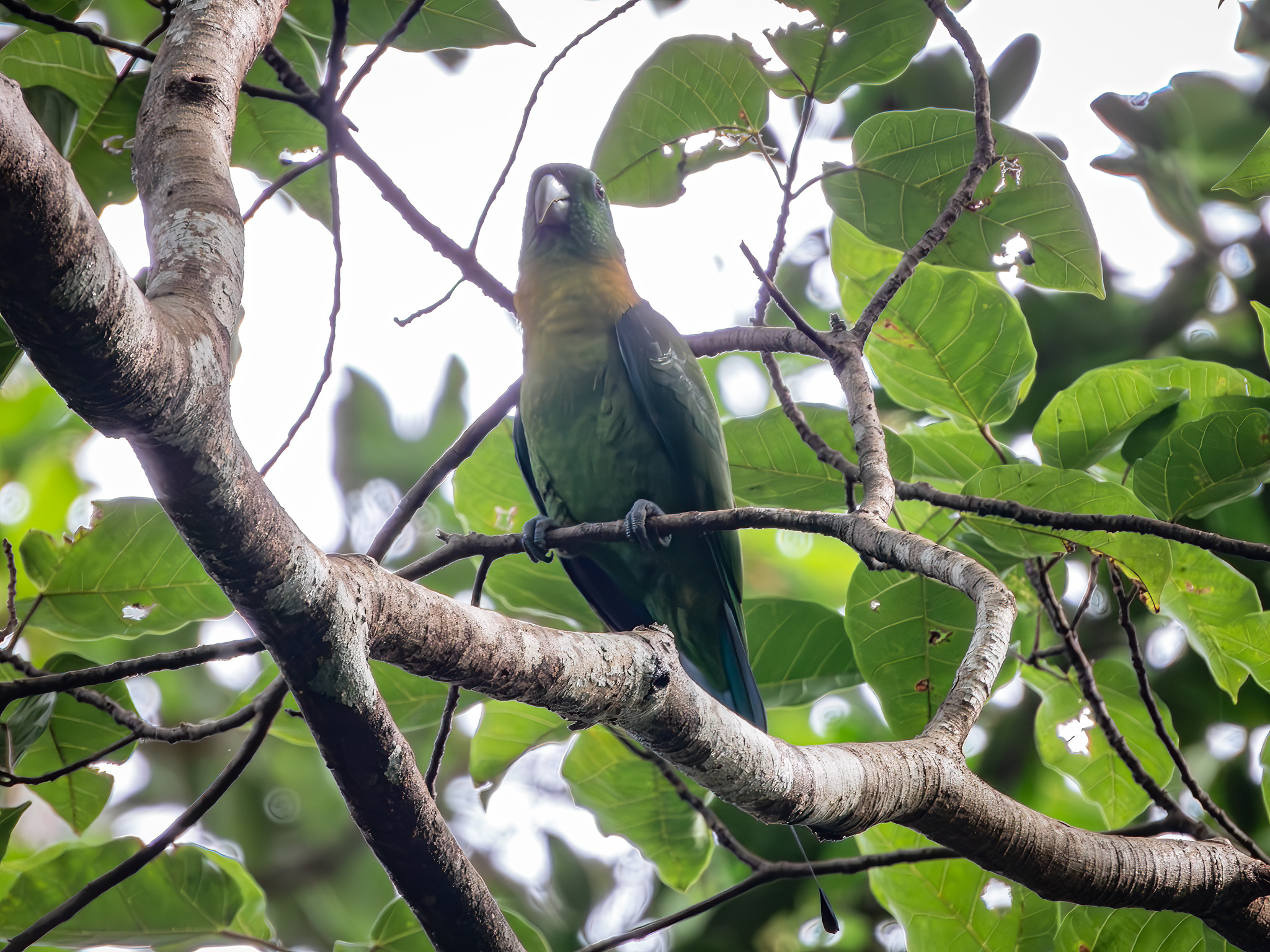 Yellow-breasted Racket-tail (Prioniturus flavicans), photo 2